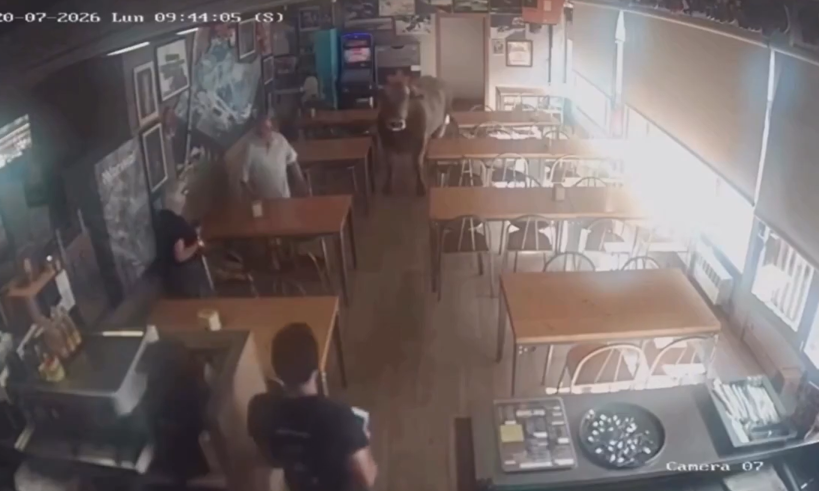 Video: Ταύρος 900 κιλών εισέβαλε σε μπαρ στην Ισπανία - Η απίστευτη αντίδραση του σερβιτόρου 