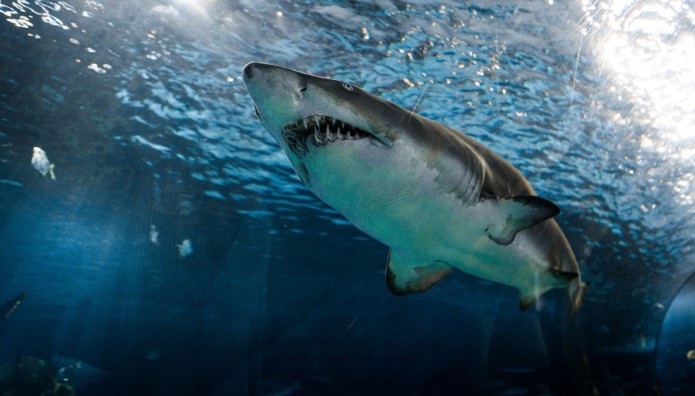 Μοιραίο ταξίδι για ζεύγος - 'Έσβησε' 44χρονος στα σαγόνια καρχαρία 