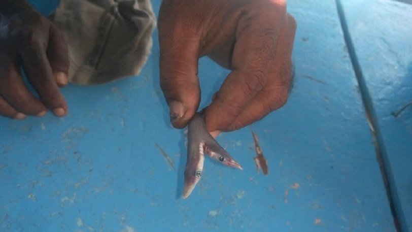 Ψαράς έπιασε δικέφαλο καρχαρία 15 εκατοστών - ΦΩΤΟΓΡΑΦΙΕΣ 