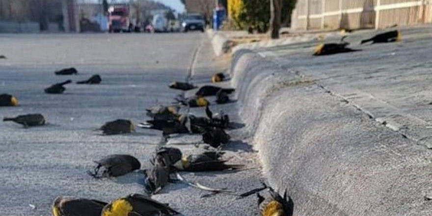 Μυστήριο στο Μεξικό: Δεκάδες κοτσύφια πέφτουν ταυτόχρονα νεκρά από τον ουρανό