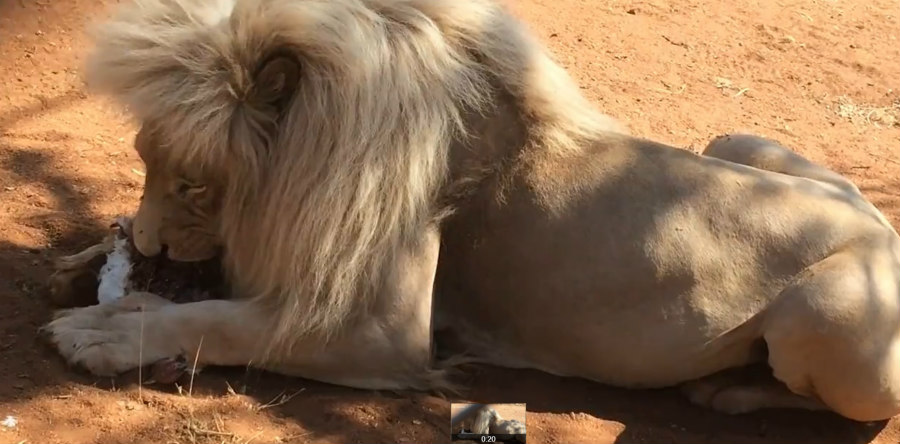 Δεν ενοχλείς τον βασιλιά της ζούγκλας όταν τρώει – Η στιγμή που ένα λιοντάρι ορμάει σε τουρίστα – VIDEO 