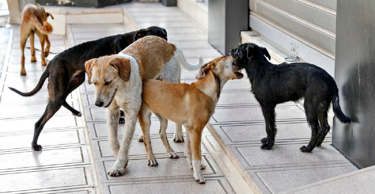 Λάρνακα: Απομακρύνεται, λόγω υψηλού κόστους, το περιφερειακό καταφύγιο αδέσποτων σκύλων