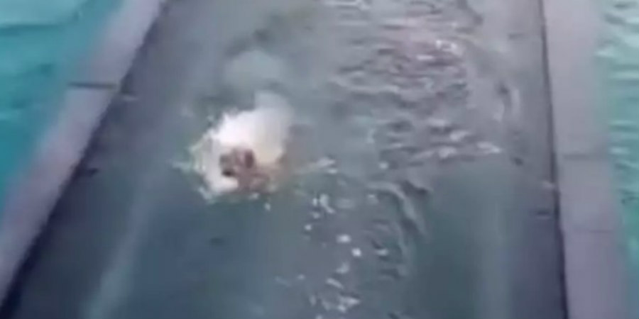 Συνταρακτικό βίντεο καταγράφει την αγωνιώδη προσπάθεια σκύλου να σωθεί στην Ελλάδα 