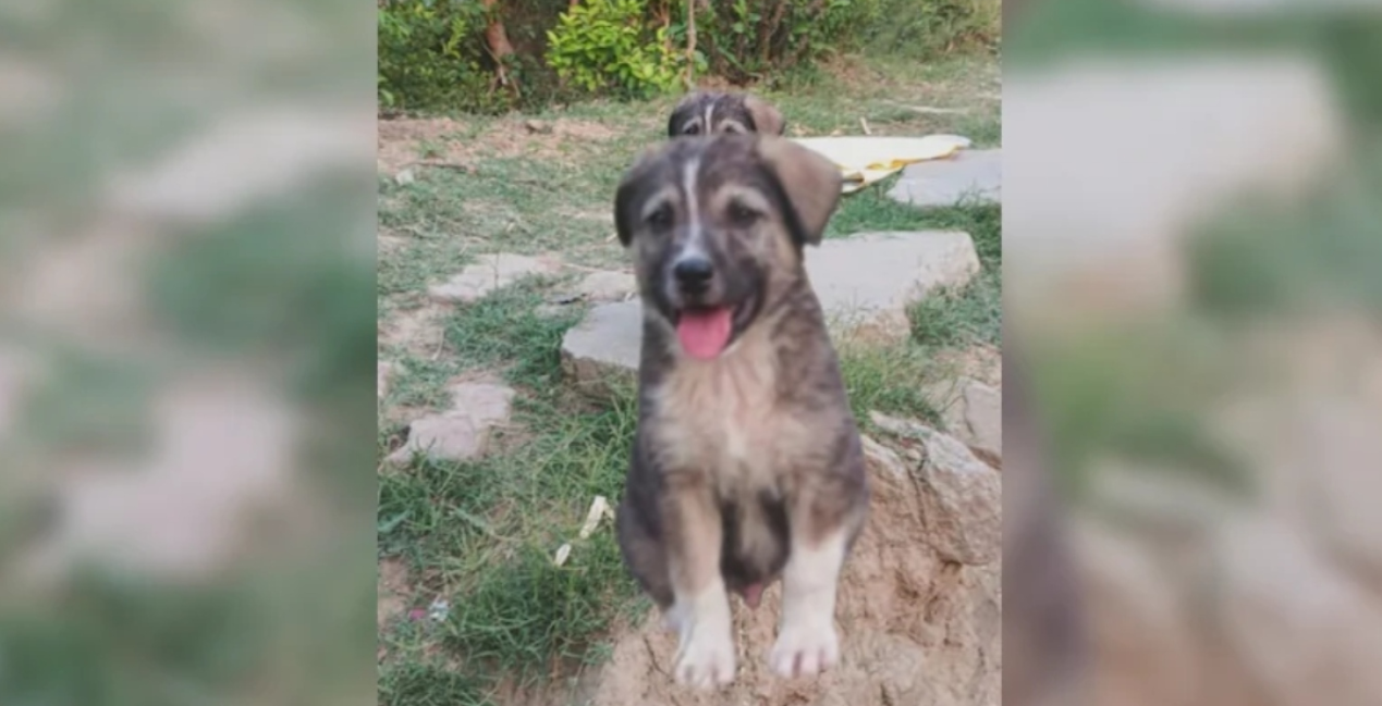 VIDEO: Σκύλος 5 μηνών έσωσε 67 ανθρώπους στην Ινδία - Ξεκίνησε να γαβγίζει πριν από μία ολέθρια κατολίσθηση