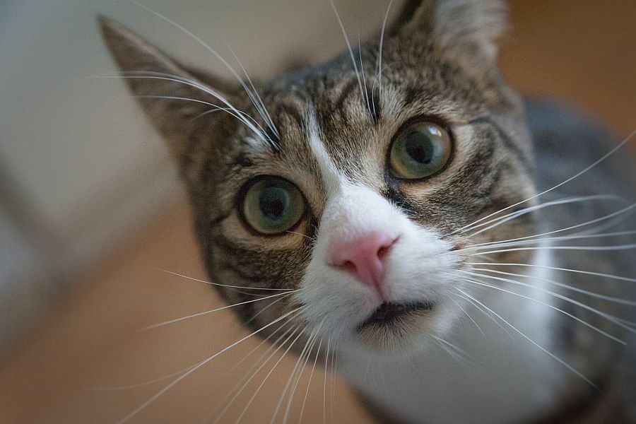 Γάτα επέστρεψε στο σπίτι της μετά από 13 χρόνια εξαφάνισης 