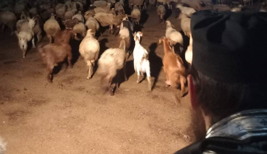 Αγιασμός σε φάρμα: Χωρίς αφθώδη πυρετό τα ζώα που ευλόγησαν οι ιερείς - «Η Εκκλησία δεν ενεργεί ανεύθυνα»