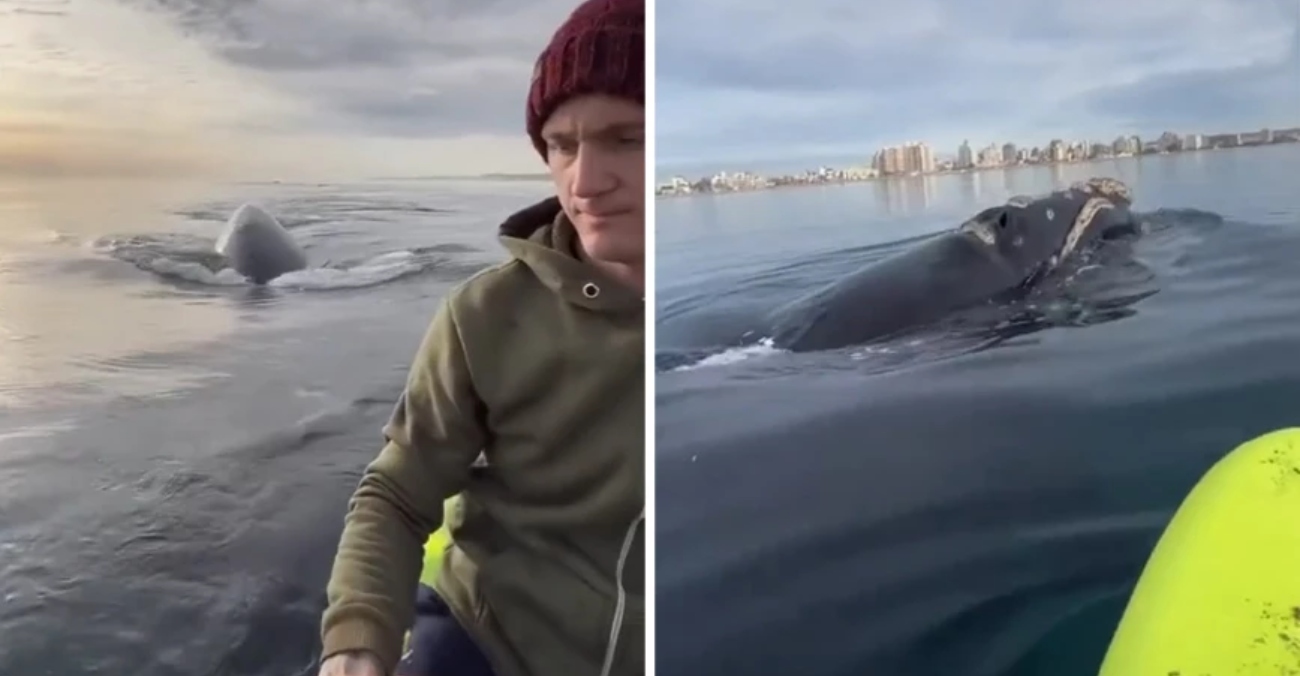 Εντυπωσιακό βίντεο με γιγάντια φάλαινα κοντά σε άντρα που κάνει καγιάκ στην Αργεντινή