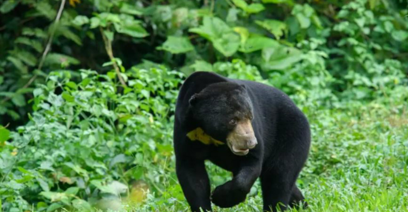 Κίνα: Ζωολογικός κήπος διαψεύδει ότι οι αρκούδες του είναι... άνθρωποι με στολή
