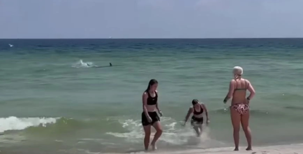 Βίντεο που κόβει την ανάσα: Καρχαρίας εμφανίζεται σε παραλία γεμάτη κόσμο και προκαλεί πανικό στην Φλόριντα