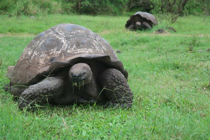 Μια γιγαντιαία χελώνα, είδος που θεωρείτο εξαφανισμένο εδώ και έναν αιώνα εντοπίστηκε στα νησιά Γκαλαπάγκος