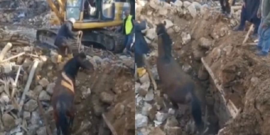 Άλογο ανασύρθηκε ζωντανό από τα ερείπια στην Τουρκία 24 ημέρες μετά τον σεισμό