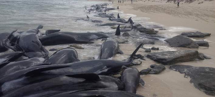 Αυστραλία: 150 φάλαινες εκβράστηκαν σε ακτή – ΦΩΤΟΓΡΑΦΙΕΣ