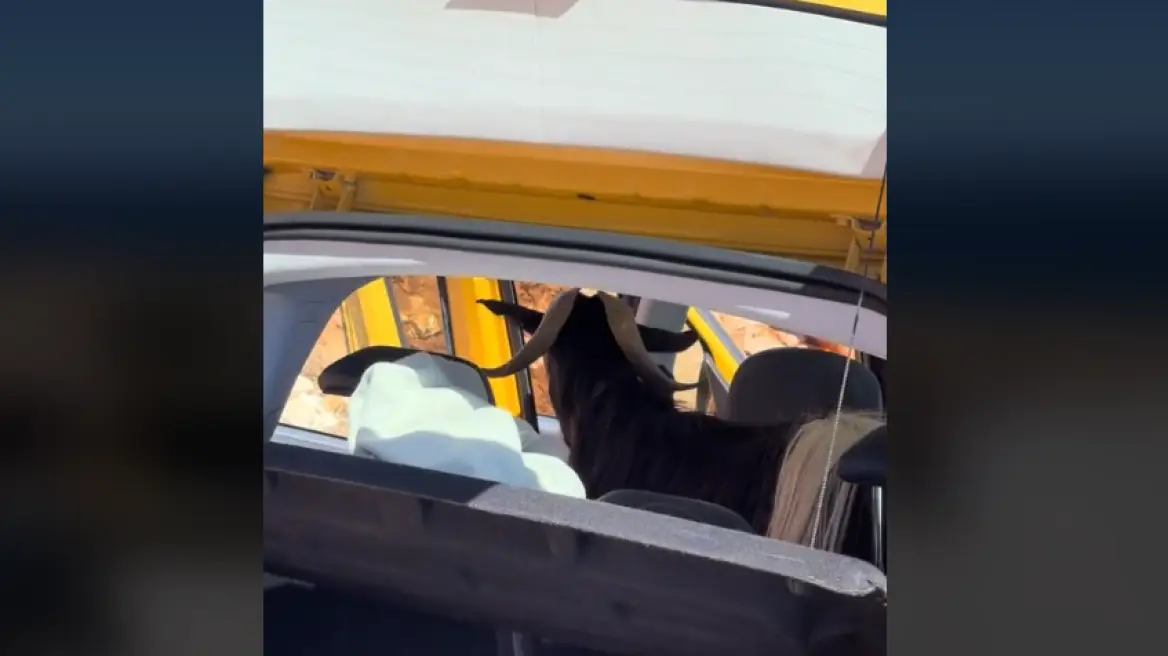 Τράγος εισέβαλε σε αυτοκίνητο τουριστών στην Κρήτη - Δείτε βίντεο