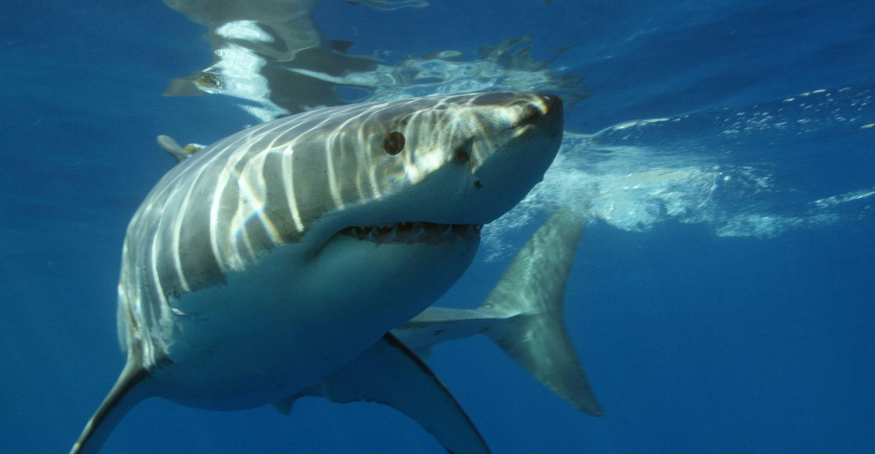 Καρχαρίας ακρωτηρίασε νεόνυμφο στον μήνα του μέλιτος: Δίνει μάχη για τη ζωή του