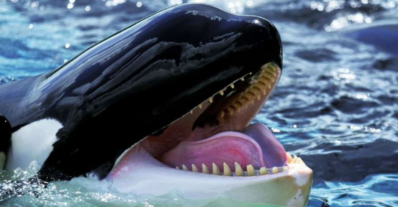 Φάλαινες δολοφόνοι κυνηγούν και κατασπαράζουν λευκό καρχαρία - Δείτε βίντεο