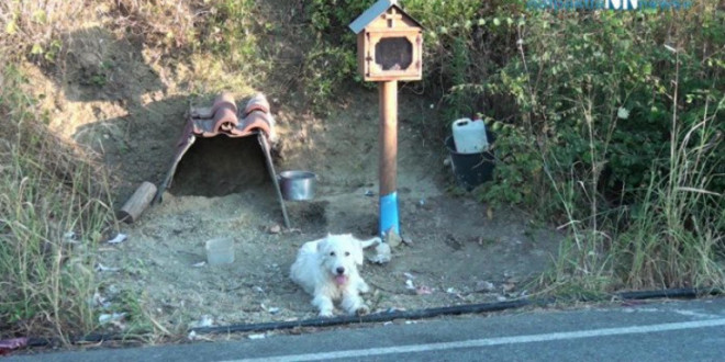 Άγνωστοι 'μάζεψαν' σκύλο που έμενε στο σημείο όπου πέθανε το αφεντικό του - Ανάστατοι οι κάτοικοι της περιοχής - ΦΩΤΟΓΡΑΦΙΑ