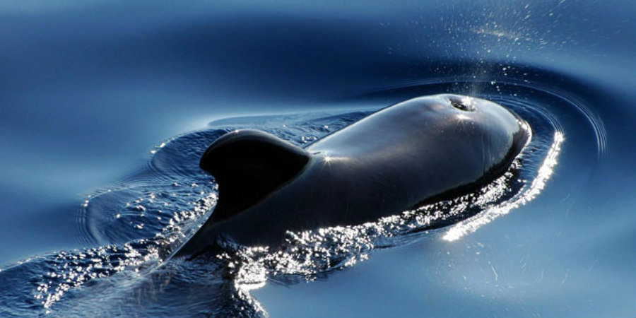 Απίστευτο: Φάλαινα 10 μέτρων εντοπίστηκε στον Σηκουάνα