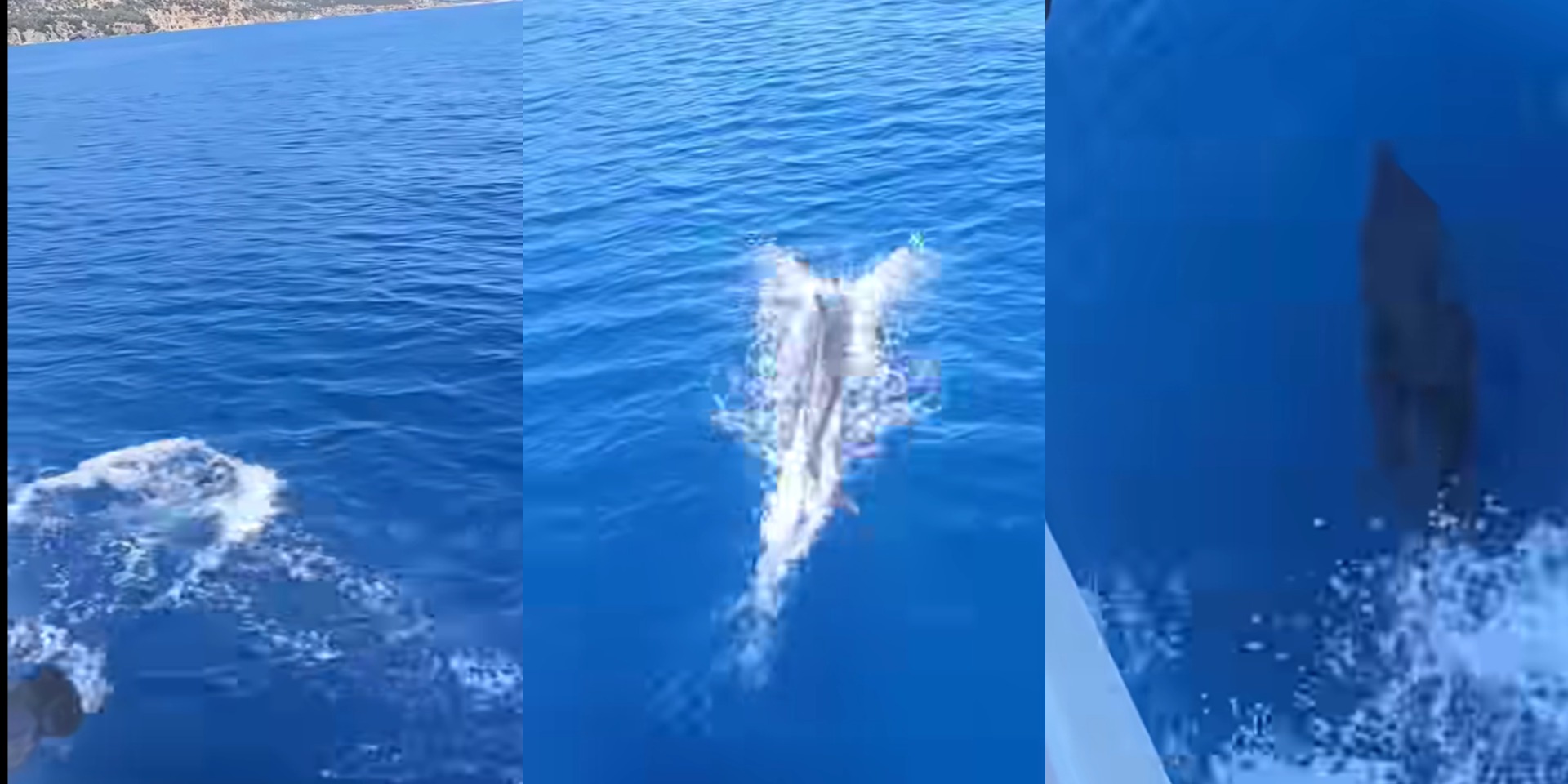 VIDEO: Δελφίνι κάνει βουτιές και «μαγεύει» τους πάντες - Εντυπωσιακά πλάνα