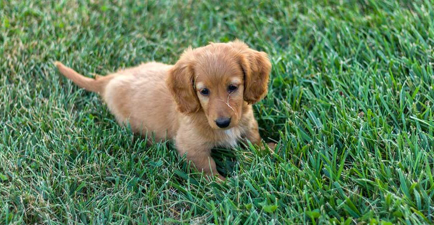 ΒΙΝΤΕΟ - Αποτροπιαστικές εικόνες: Βρήκαν κουτάβια δεμένα σε σακούλα, μόνο ένα επέζησε – Τι καταγγέλλει το Κίνημα Οικολόγων