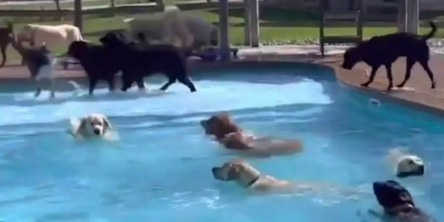 Σκυλάκια έκανα το δικό τους pool party στο Μίσιγκαν - Δείτε βίντεο