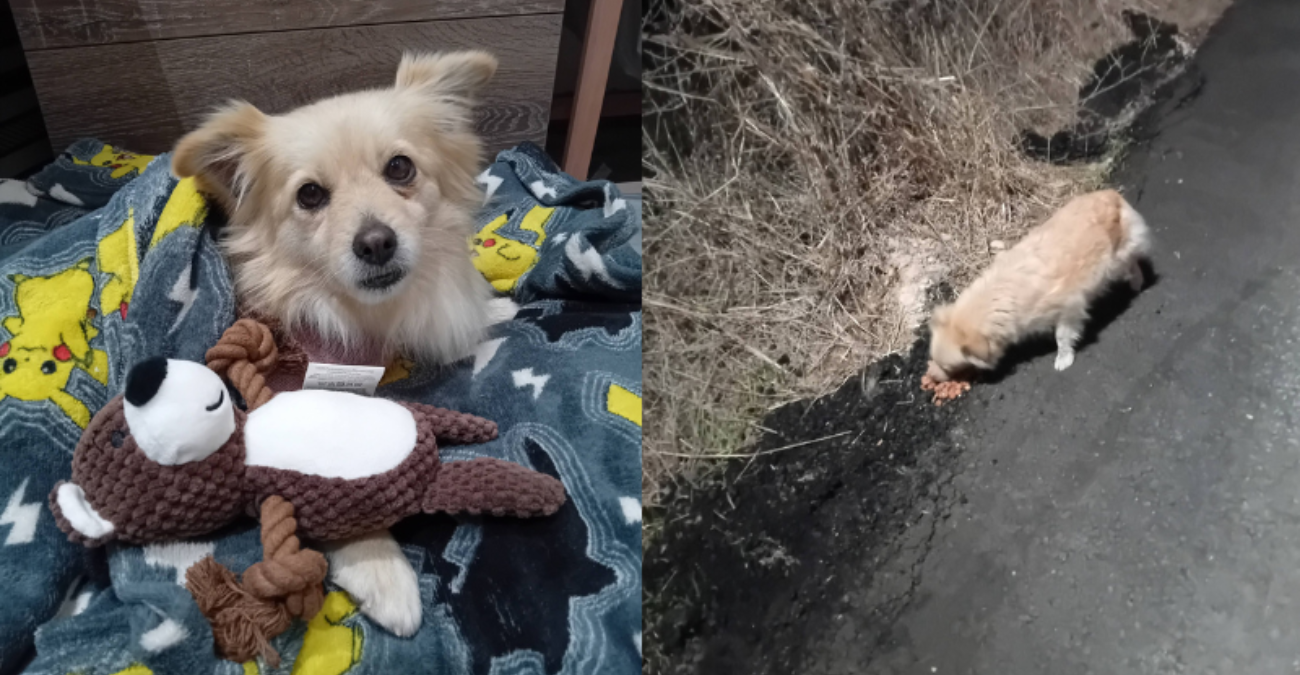 Ζούσε 2 χρόνια φοβισμένη στον δρόμο στην Κύπρο: Η ιστορία της Bella – Το σκυλάκι που συγκλόνισε τα social