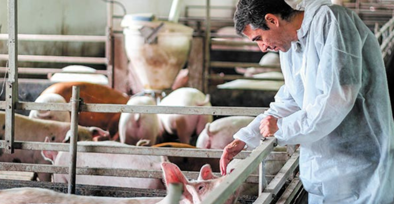 Στήριξη στους κτηνοτρόφους μετά τον αφθώδη πυρετό -  Ικανοποίηση από τους Χοιροτρόφους για τις αποφάσεις