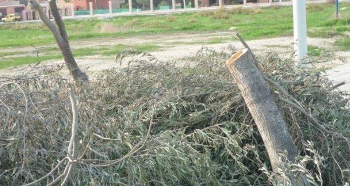 Διαμαρτυρία για την αποκοπή δένδρων στο πρώην Στρατόπεδο Παναγίδη