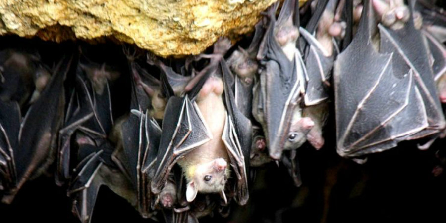 Εντοπίστηκαν νέοι κορωνοϊοί σε νυχτερίδες – Φυλαγμένες σε εργαστήρια σε Ιαπωνία και Καμπότζη