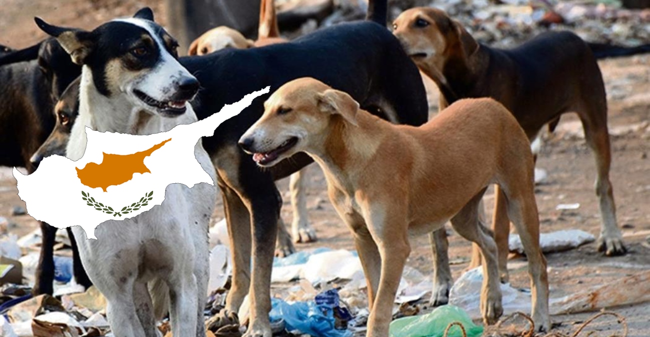 Αγέλη σκύλων τρομοκρατεί περαστικούς στη Λευκωσία - Όσα δηλώνει ο Δήμαρχος Στροβόλου στο ThemaOnline