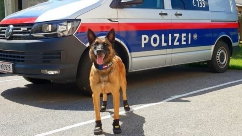 Αυστρία: Οι σκύλοι φόρεσαν... παπούτσια λόγω καύσωνα