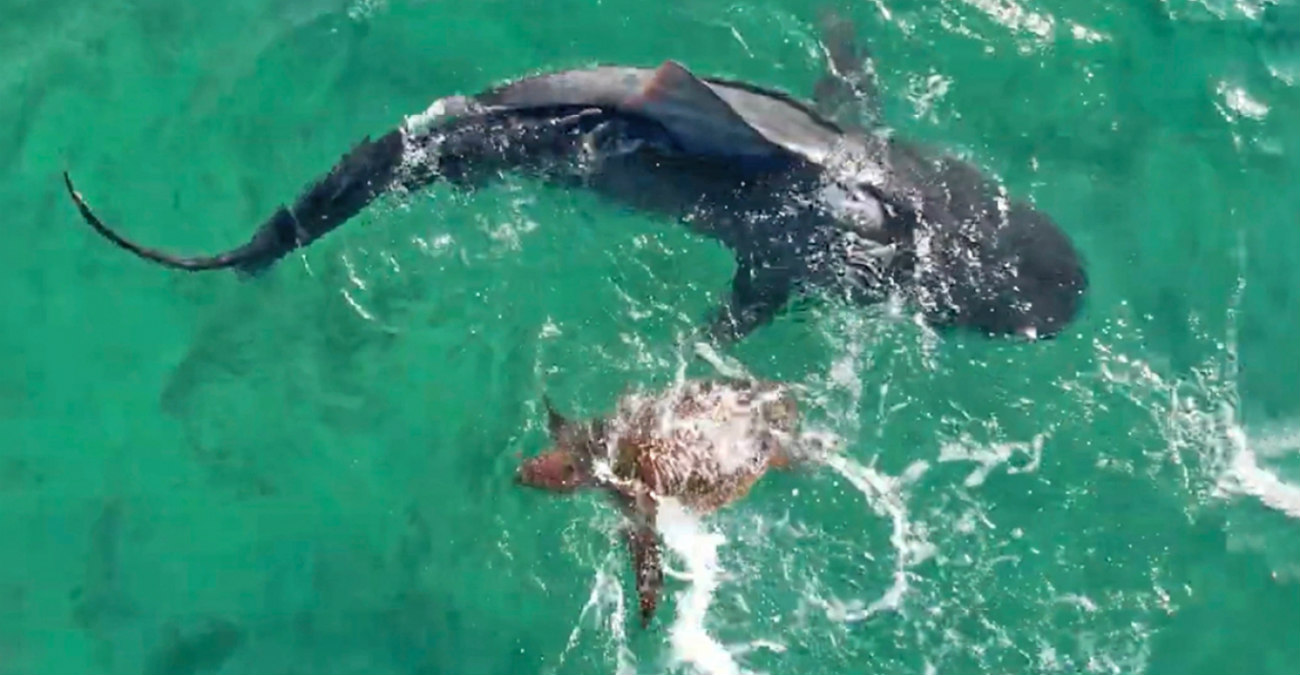 Απίστευτη μάχη: Χελώνα παλεύει με καρχαρία μεσοπέλαγα και τον νικάει - Δείτε βίντεο