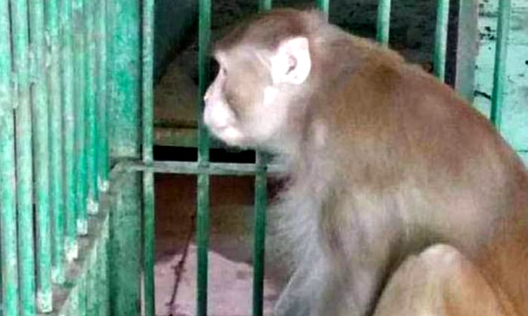 Αλκοολική μαϊμού σκόρπισε τον τρόμο και τον θάνατο