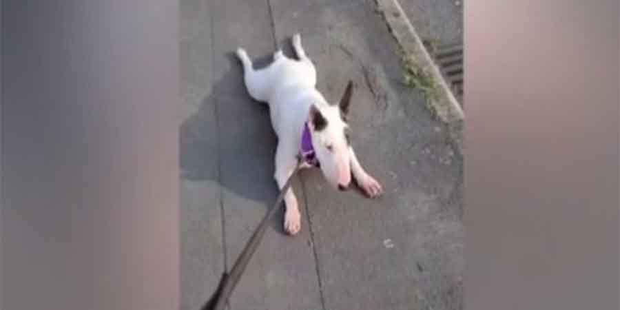 Σκύλος για Όσκαρ - Παριστάνει τον παράλυτο για να μην επιστρέψει σπίτι - VIDEO