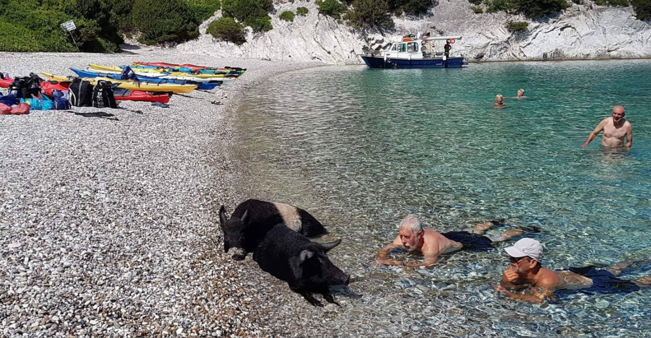 ΒΙΝΤΕΟ: Αυτό είναι το ελληνικό “Pig Island” όπου κολυμπάς με… γουρουνάκια στο Ιόνιο