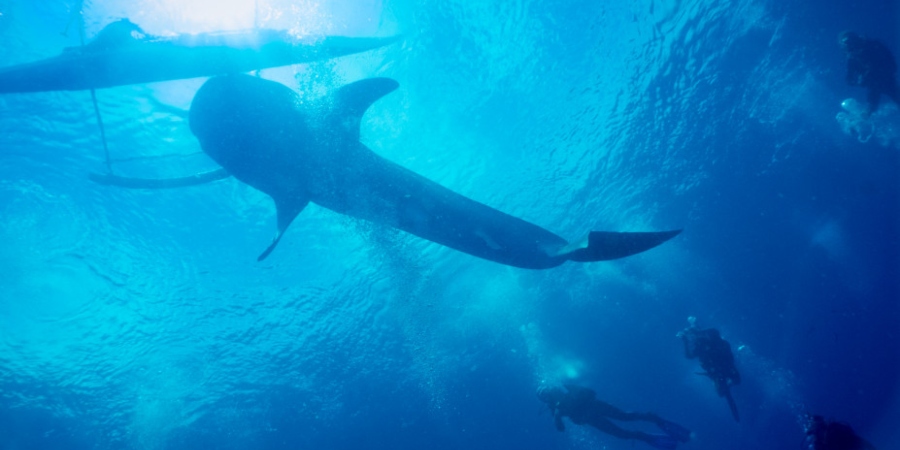 Εντυπωσιακό βίντεο: Καρχαρίας βρέθηκε να κολυμπά δίπλα σε σκάφος στ’ ανοιχτά της Λάρνακας