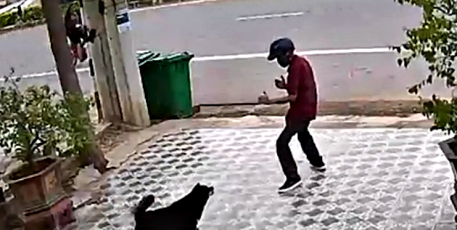 Μεθυσμένος τύπος τρόμαξε σκυλιά με ψευτοκινήσεις κουνγκ-φου -VIDEO
