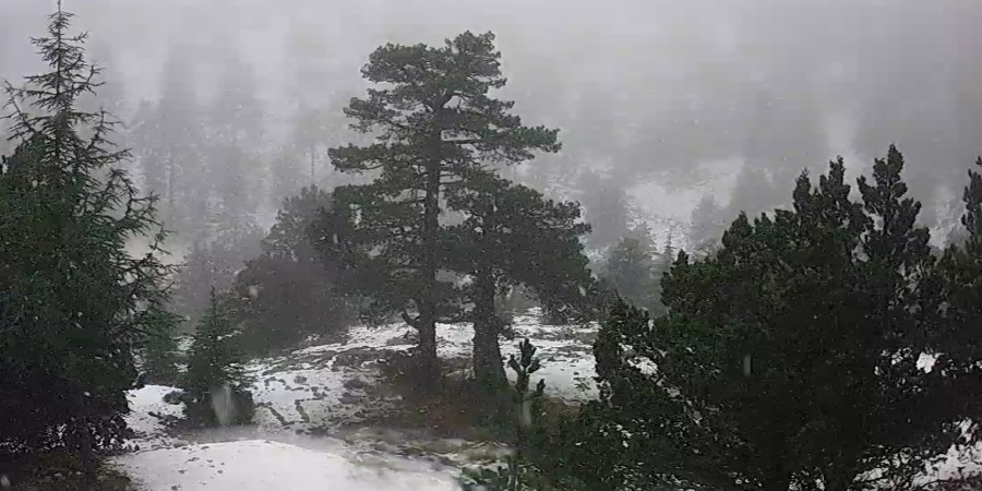 Παραμυθένιο λευκό τοπίο στο Τρόοδος – Στα πόσα εκατοστά έφτασε το χιόνι - Δείτε φωτογραφίες και βίντεο