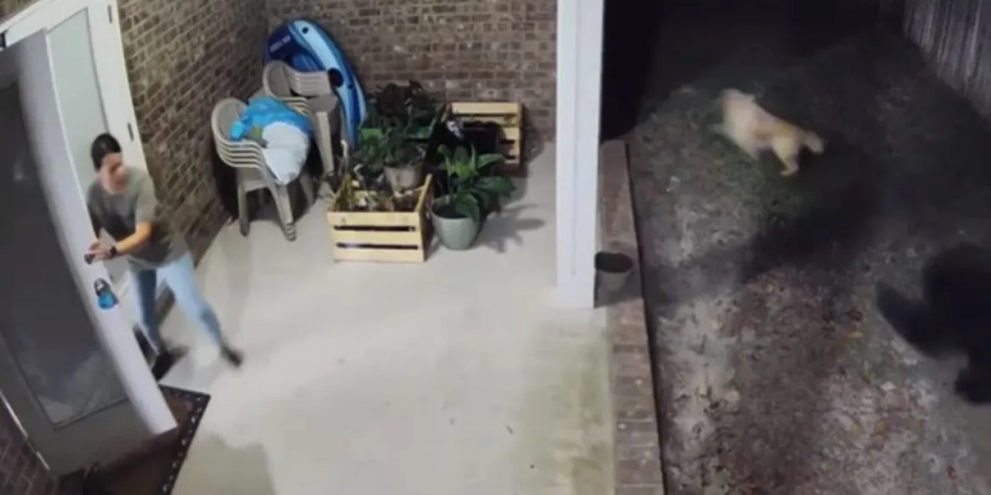 Φλόριντα: Κυνήγησαν την αρκούδα και άρχισαν να της... μουγκρίζουν για να σώσουν τον σκύλο τους - Δείτε βίντεο