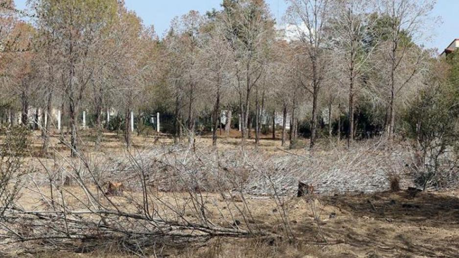 ΛΕΥΚΩΣΙΑ: Ερωτήματα για τα νεκρά δέντρα στο πάρκο Ακαδημίας 