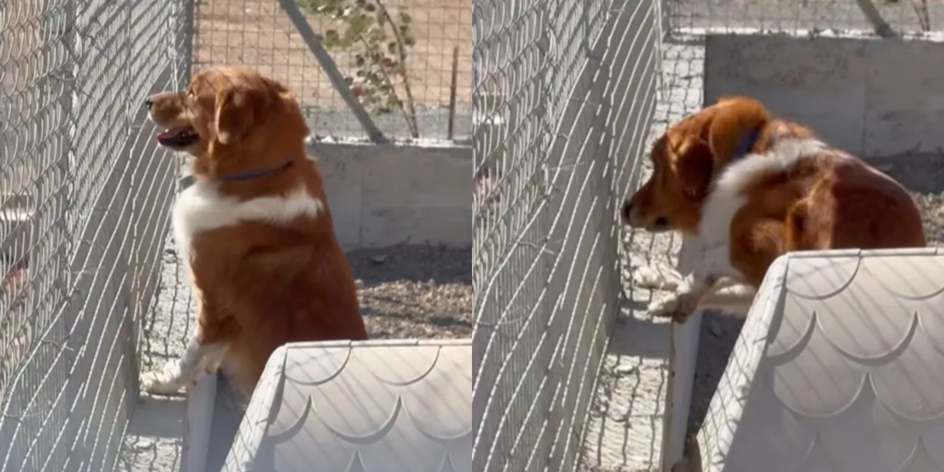 Video που «ραγίζει» καρδιές: Η αντίδραση σκύλου που μόλις τον εγκατέλειψε ο ιδιοκτήτης του σε καταφύγιο στην Κύπρο - Έκκληση