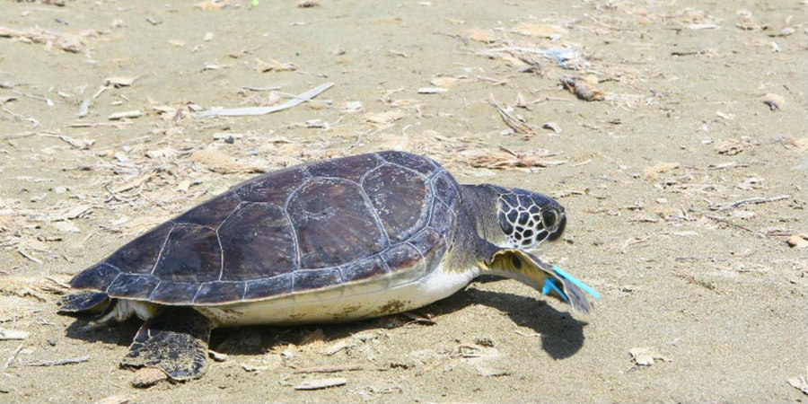 ΚΥΠΡΟΣ: Καταγγελία για παρενόχληση θαλάσσιας χελώνας από ομάδα δυτών  