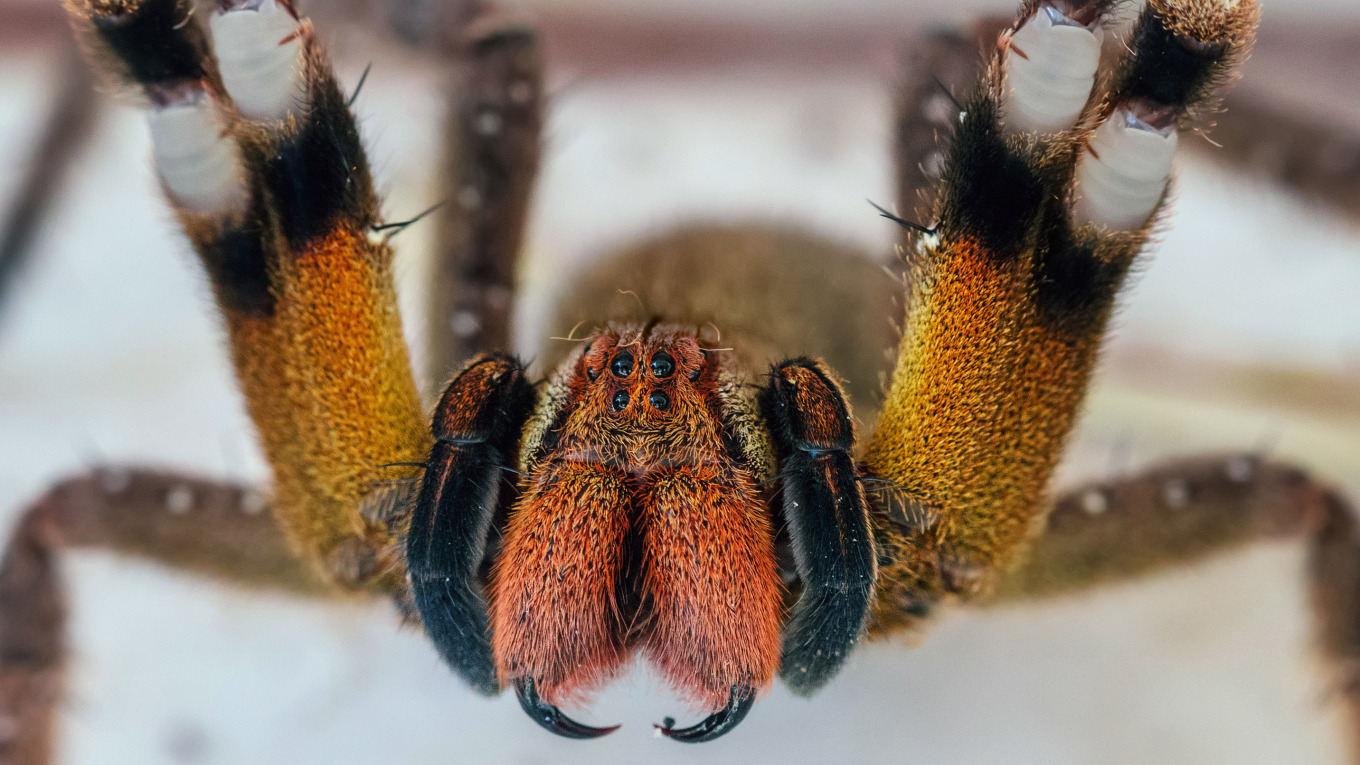 Σούπερ μάρκετ στην Αυστρία έκλεισε όταν βρέθηκε αράχνη που μπορεί να προκαλέσει επώδυνη στύση