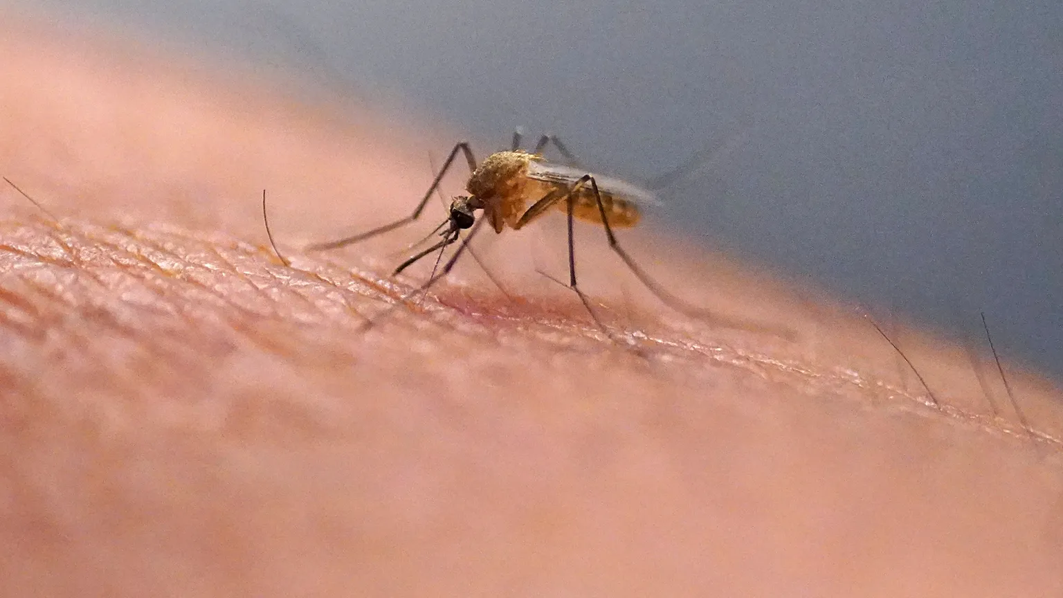 Σε απόγνωση οι πολίτες στην Κύπρο με τα κουνούπια - Αναφορά για χειρουργική επέμβαση νεαρού μετά από τσίμπημα - Δείτε φωτογραφία