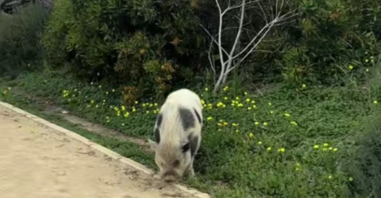 Viral: Πήγε για μια απλή βόλτα στην Κύπρο και αυτό που αντίκρισε την άφησε άφωνη – Δείτε τι πετάχτηκε μπροστά της!