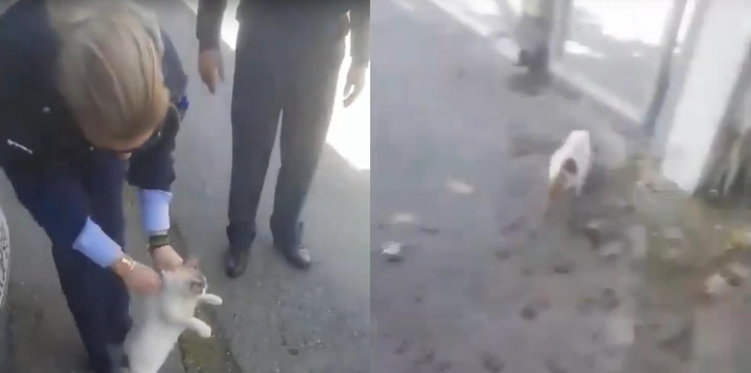 ΚΥΠΡΟΣ: Αστυνομικοί δρουν έγκαιρα για να σώσουν το γατάκι- Πήγε στον Σταθμό για βοήθεια- VIDEO