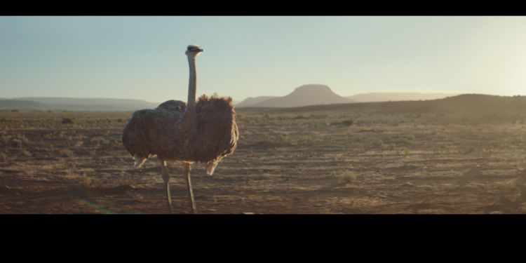 Η Διαφήμιση 'Ostrich' της Samsung Electronics για τα Galaxy κέρδισε Δεκατρία Βραβεία!