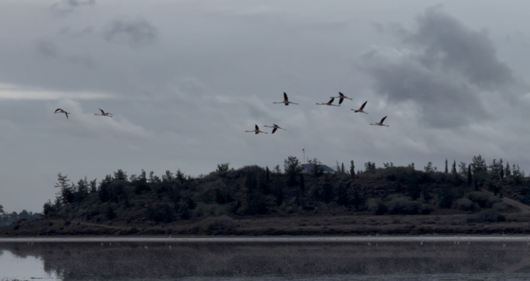 VIDEO: Γέμισε χρώμα η Αλυκή Λάρνακας - Απίθανα πλάνα από τα ροζ φλαμίνγκο