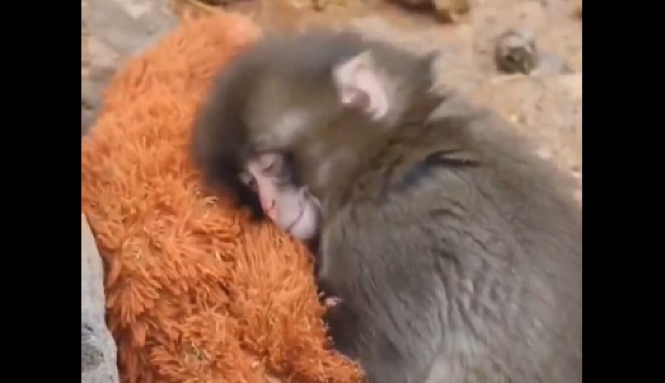Συγκινητικό βίντεο: Μαϊμουδάκι έξι μηνών βρίσκει παρηγοριά σε λούτρινο παιχνίδι μετά την απόρριψη από τη μητέρα του