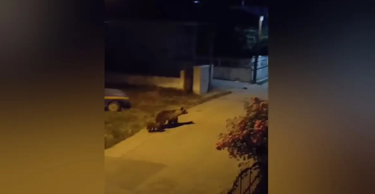 Video - Ελλάδα: Αρκούδα «κάνει βόλτα» με το μικρό της μέσα σε χωριό