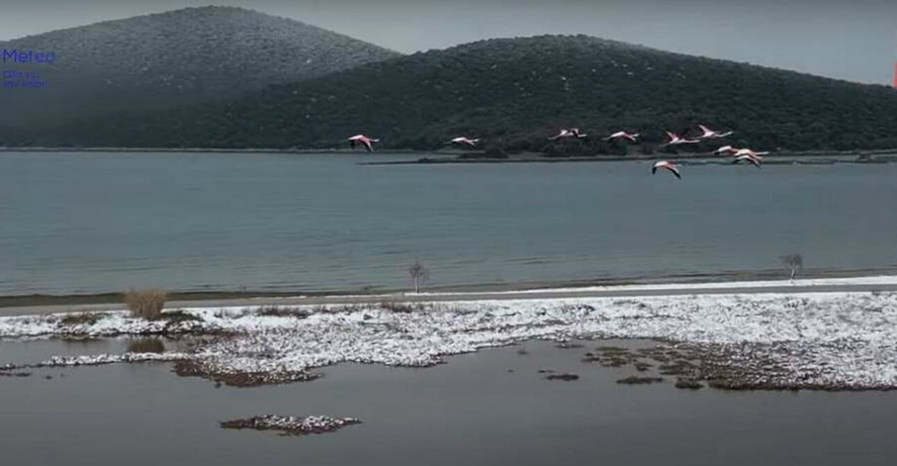 O «χορός» των φλαμίνγκο με τα χιόνια στην Ελλάδα - Δείτε  το εντυπωσιακό βίντεο